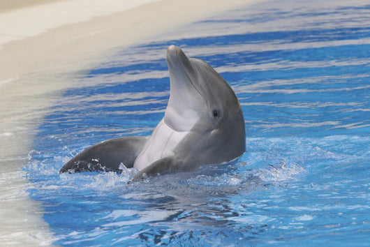 Dolphin Playing Wall Mural