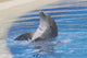 Dolphin Playing Wall Mural