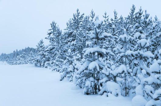 Snowy Forest