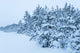 Snowy Forest