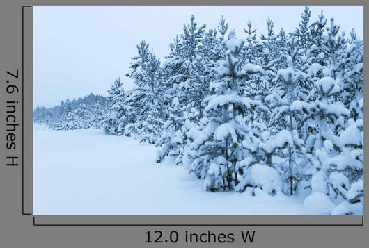Snowy Forest