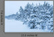 Snowy Forest