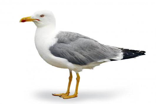 Seagull Wall Decal