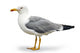 Seagull Wall Decal