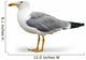 Seagull Wall Decal