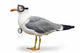 Venturesome Seagull Wall Decal