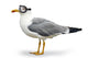 Venturesome seagull Wall Decal