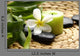 Thermo-therapy Stones with Orchids