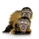 Two Baby Monkeys Wall Decal