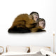 Two Baby Capuchins Sapajou Wall Decal