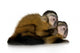 Two Baby Capuchins Sapajou Wall Decal