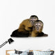 Two Baby Monkeys Wall Decal