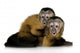 Two Baby Monkeys Wall Decal