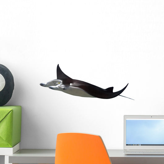 Manta Ray