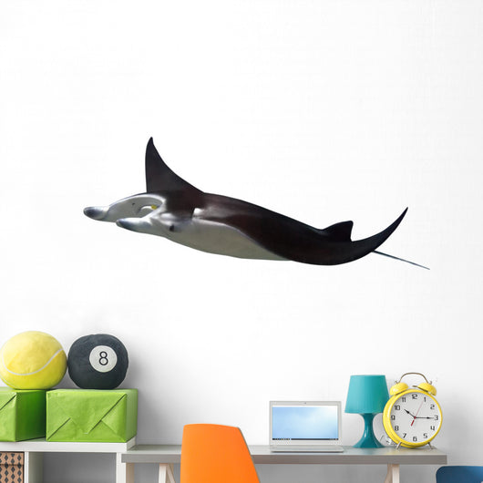 Manta Ray