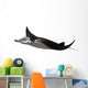 Manta Ray