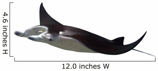 Manta Ray