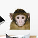 Baby Barbary Macaque Macaca Wall Decal