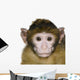 Baby Barbary Macaque Macaca Wall Decal