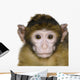 Baby Barbary Macaque Macaca Wall Decal