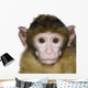 Baby Barbary Macaque Macaca Wall Decal
