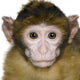 Baby Barbary Macaque Macaca Wall Decal