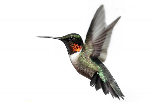 Isolated Ruby-throated Hummingbird Wall Decal