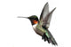 Isolated Ruby-throated Hummingbird Wall Decal