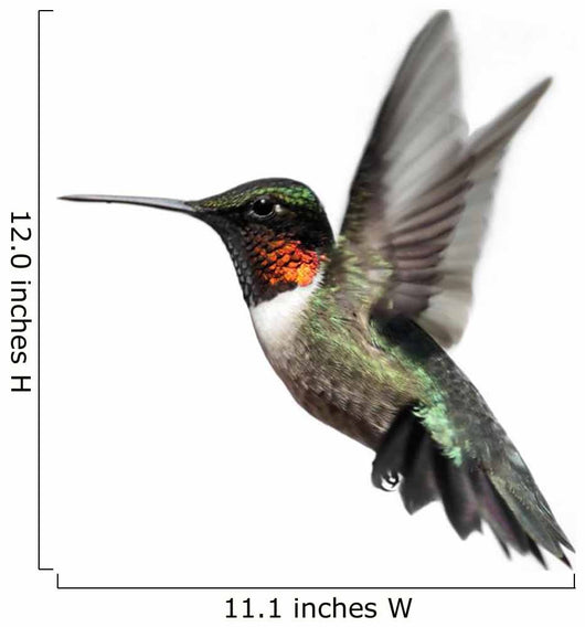 Isolated Ruby-throated Hummingbird Wall Decal