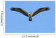 Hungry Osprey Hunting Wall Mural