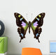 Butterfly Species Graphium Weiskei