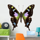 Butterfly Species Graphium Weiskei