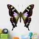 Butterfly Species Graphium Weiskei