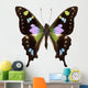 Butterfly Species Graphium Weiskei