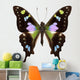 Butterfly Species Graphium Weiskei