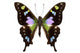 Butterfly Species Graphium Weiskei