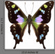 Butterfly Species Graphium Weiskei