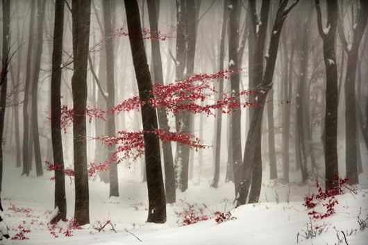 Winter calm day in the forest Wall Mural