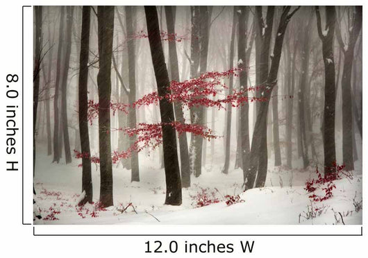 Winter calm day in the forest Wall Mural