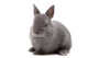 Bunny Wall Decal