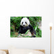 Giant Panda Eating Bamboo