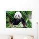 Giant Panda Eating Bamboo