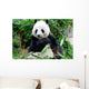 Giant Panda Eating Bamboo