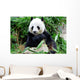 Giant Panda Eating Bamboo