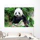 Giant Panda Eating Bamboo