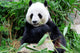 Giant Panda Eating Bamboo