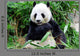 Giant Panda Eating Bamboo