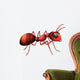 An ant Wall Decal