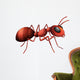 An ant Wall Decal