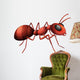 An ant Wall Decal